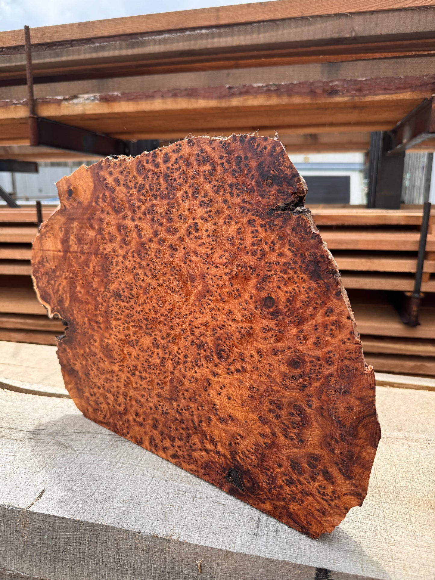 Thuya burr slab/cap