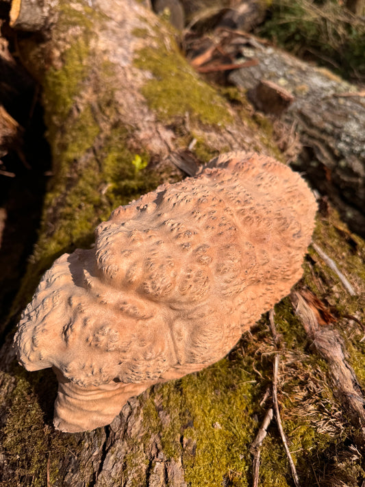 Australian Brown Mallee Burl