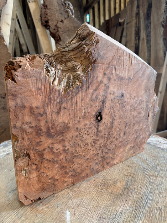 Large Thuya burr slab